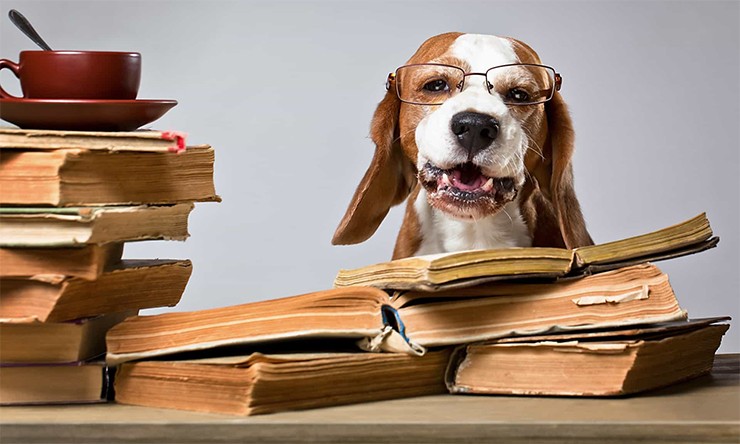 умная собака