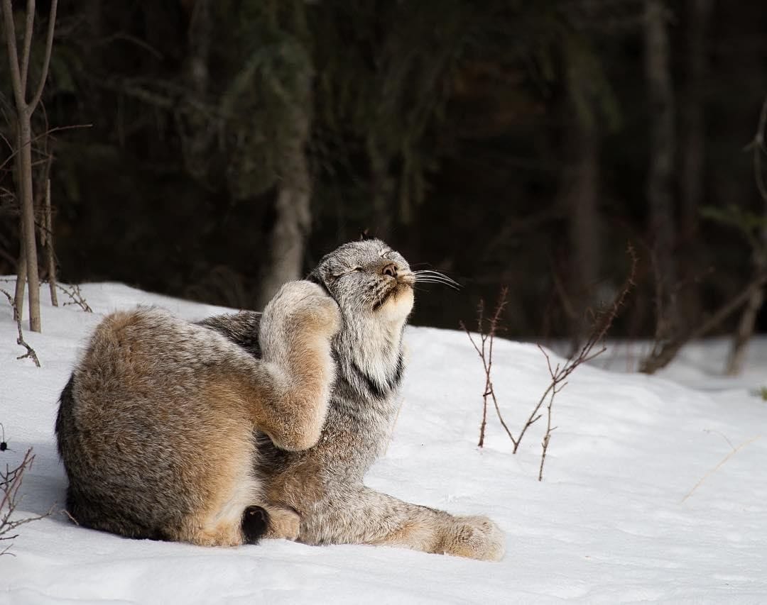 26 фотографий величественных канадских рысей — кошек с самыми мягкими и пушистыми лапищами животные,позитив,природа,рыси