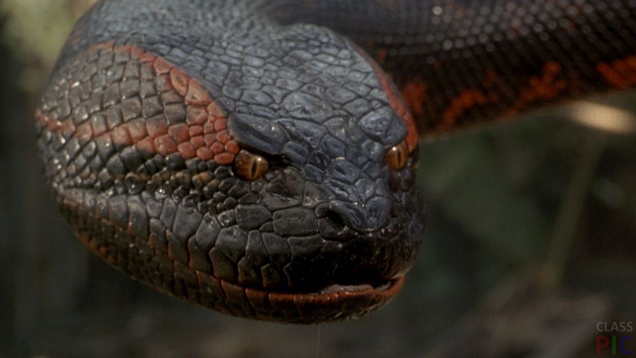 В болотах Бразилии увидели аномально огромную анаконду