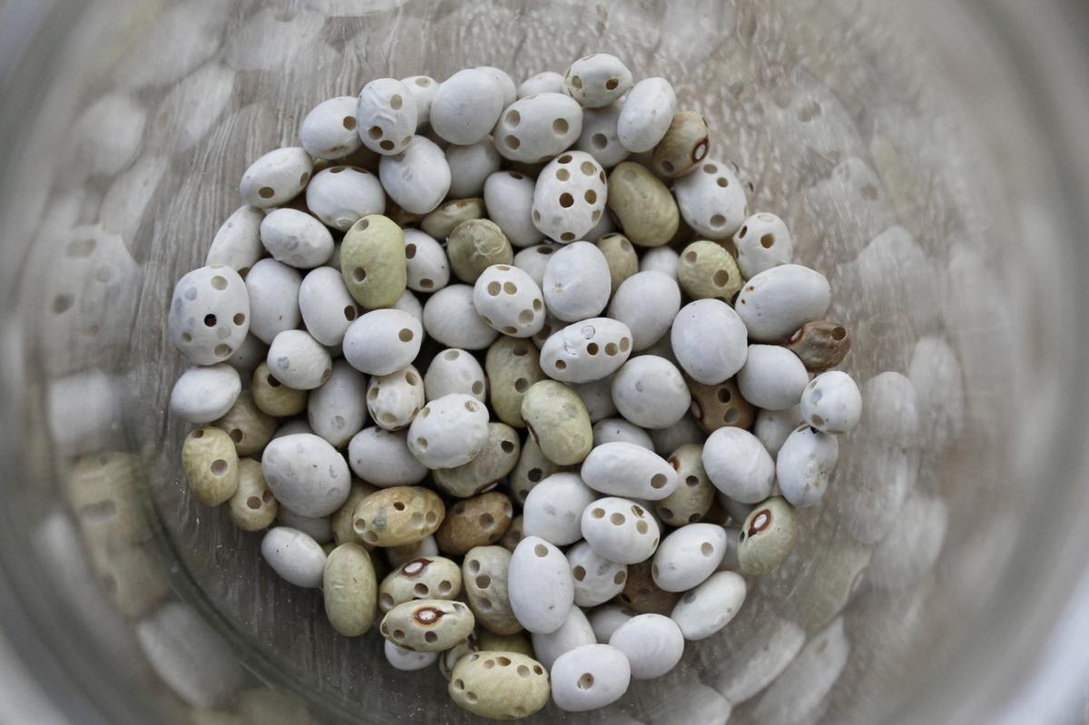 Жучки в бобовых крупах: как избавиться от фасолевой зерновки вредители,полезные советы,советы огороднику