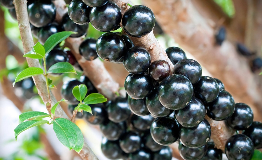 Польза плодов виноградного дерева. Фото