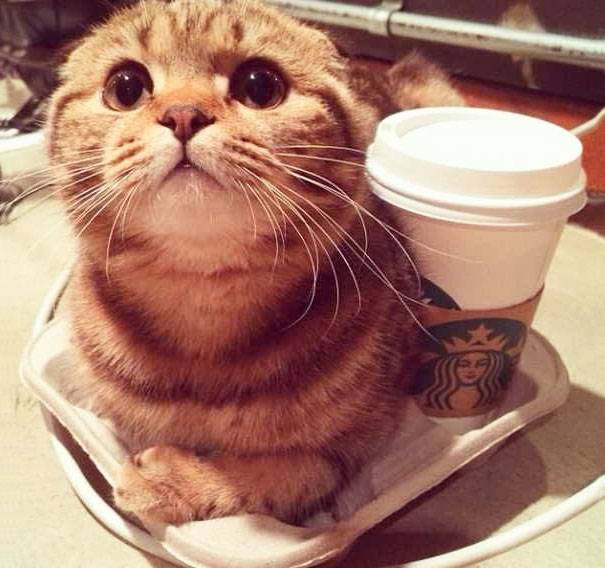 14 фото о том, как сильно коты любят тепло 14 фото о том, как сильно коты любят тепло