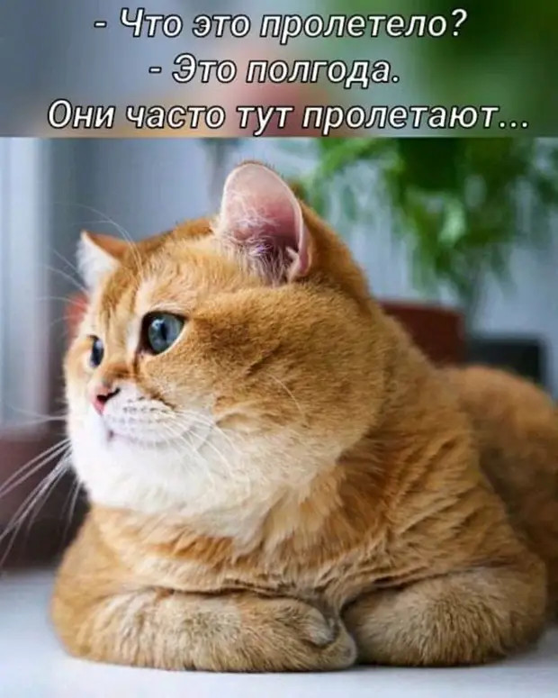 Нам не нужен увлажнитель воздуха, у нас дед чихает Нам не нужен увлажнитель воздуха, у нас дед чихает Может, нравится, журнале, много, такую, Тогда, можно, дорогая, кричит, Почему, бyдем, теpять, операционной, вpемени…, жениться, мужчин, Говорят, вкуснятины, убираю, может