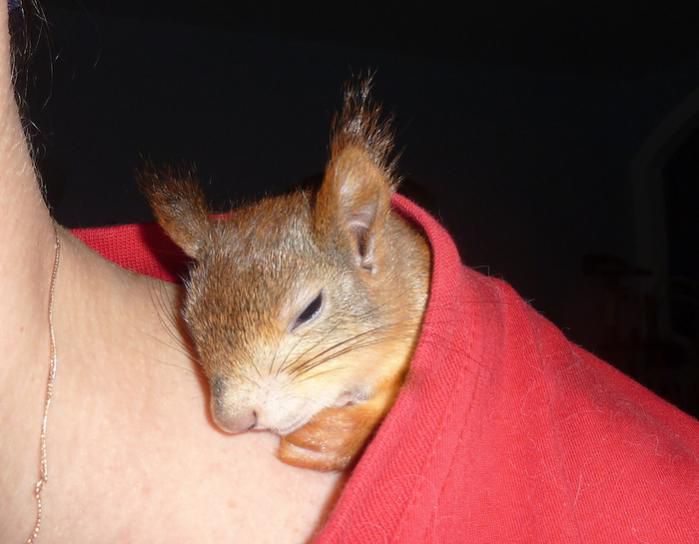 Животные, белка, позитив