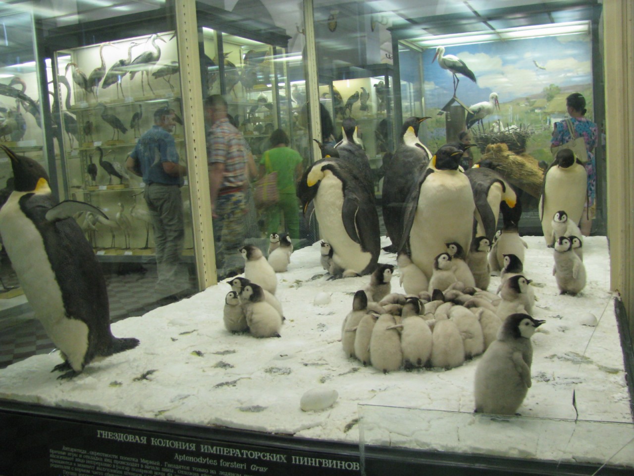 зоологический музей ран