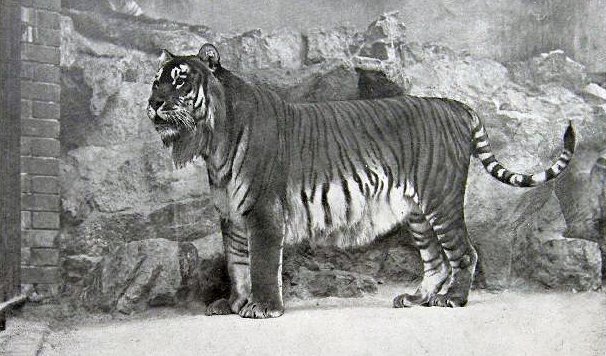 13. Туранский тигр вымерли, животные, история, человек