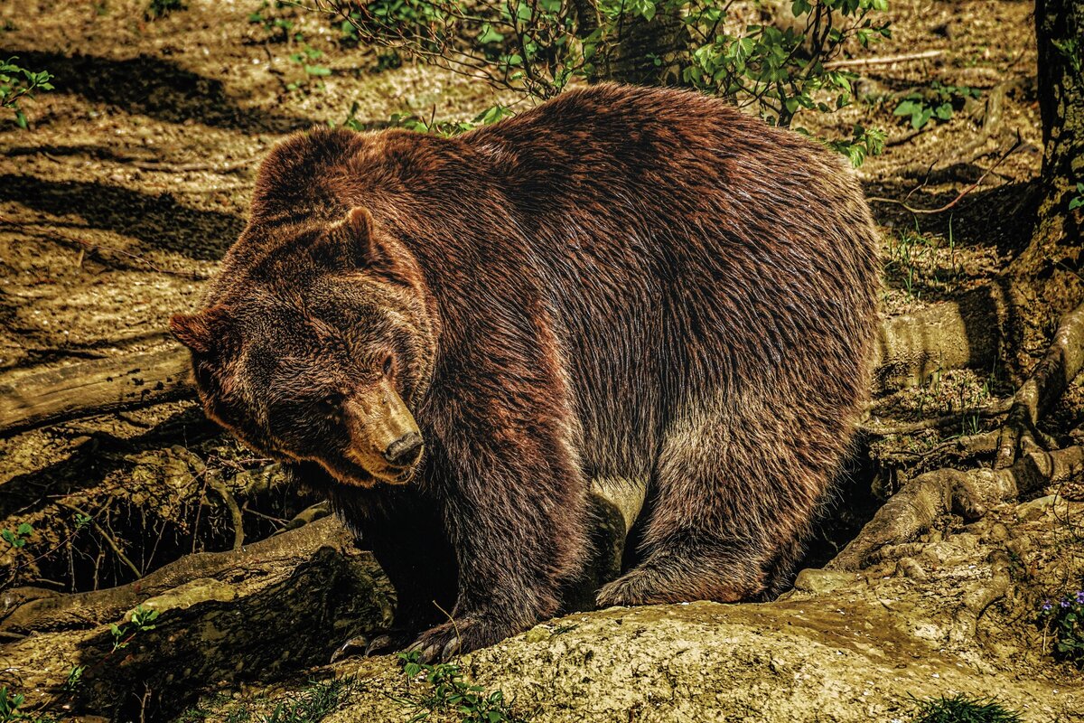 6 особенностей из жизни медведей, которые могут удивить