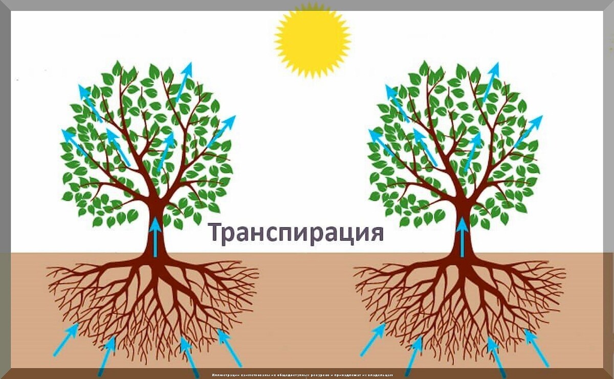 Как годами не откачивать слив: деревья водохлебы, которые наилучшим образом подходят для посадки вблизи выгребной ямы литров, растения, можно, используют, поэтому, деревья, участке, роста, через, может, влаги, более, сажать, выгребной, почвы, метров, кроны, могут, сосна, активно