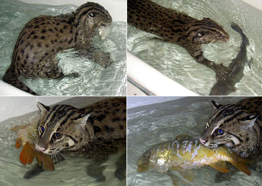 Виверровые коты-рыболовы