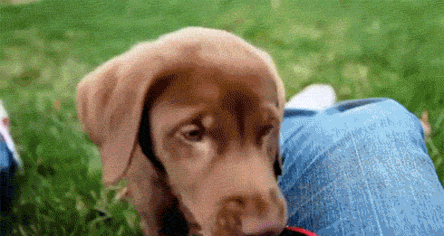 Зачетные и веселые гифки для позитива 