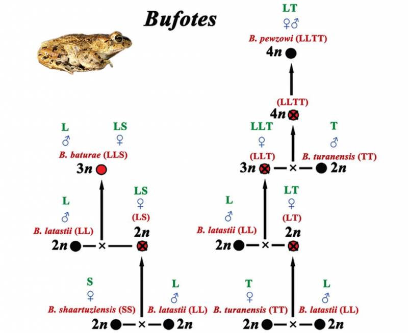Пуштунская жаба  (Bufo baturae) 