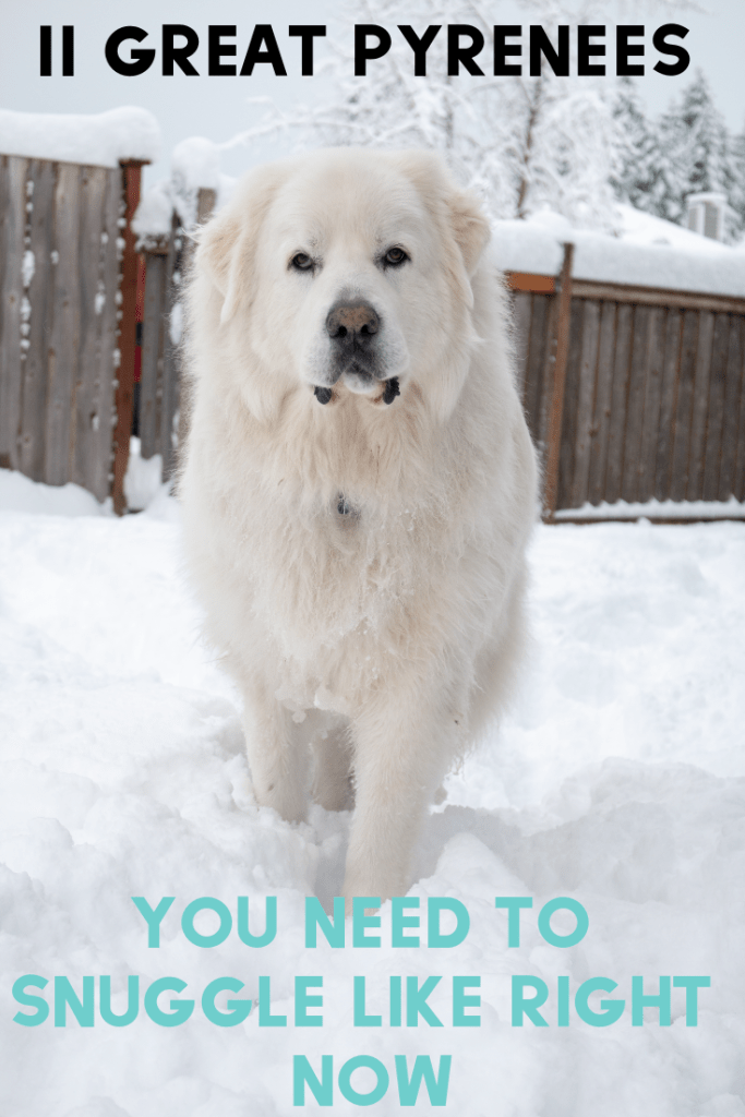 Are you in need of some pyr snuggles? Who isn't! Here are 11 Great Pyrenees you need to snuggle like right now.