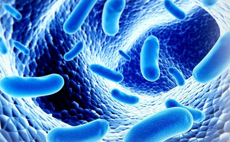 Микробы в нашем кишечнике влияют на нашу жизнь открытия, тело, человек