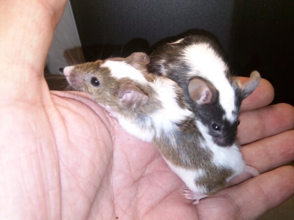 О мышах и здоровом питании