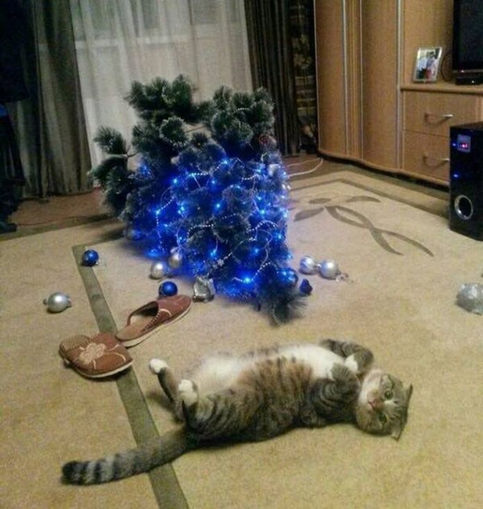 Без кота и жизнь не та
