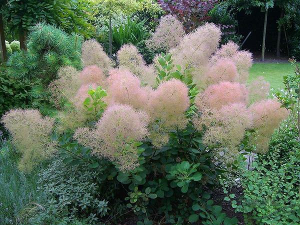 Скумпия кожевенная &amp;amp;amp;amp;amp;amp;amp;amp;amp;amp;amp;#39;Young Lady&amp;amp;amp;amp;amp;amp;amp;amp;amp;amp;amp;#39;. Фото с сайта greengarden31.ru