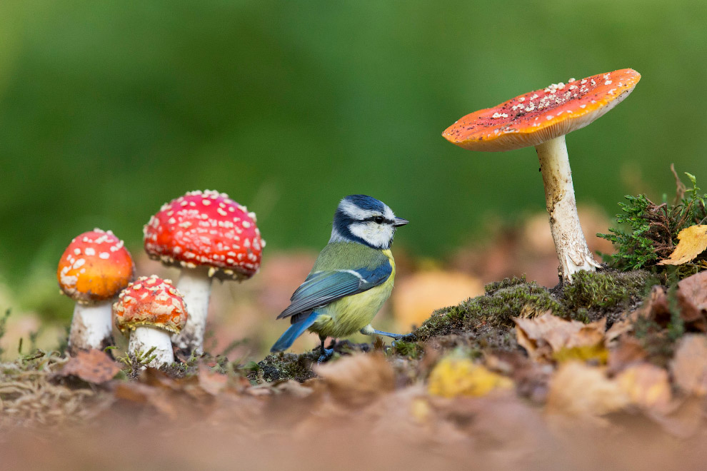 Призеры лондонского конкурса дикой природы Wildlife Photographer of the Year 2019