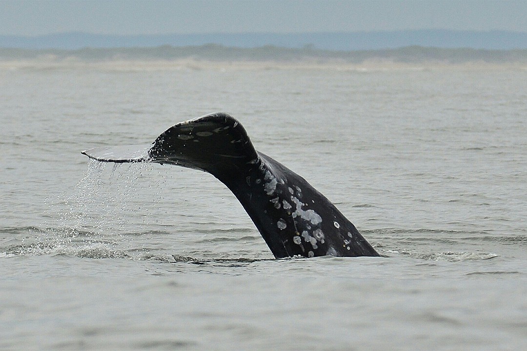Кировчанин пять лет подряд ездит на Сахалин изучать популяцию серых китов природа