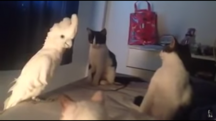 Попугай научился «говорить» по-кошачьи, чтобы выжить в доме среди котов