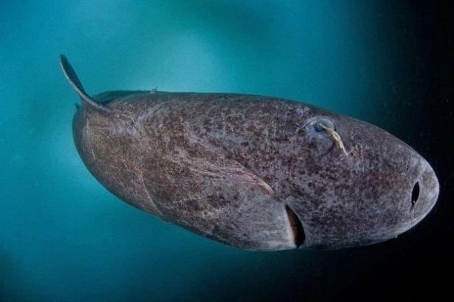 Самое старое позвоночное животное в мире — акула, которой 512 лет интересно., факты, фото