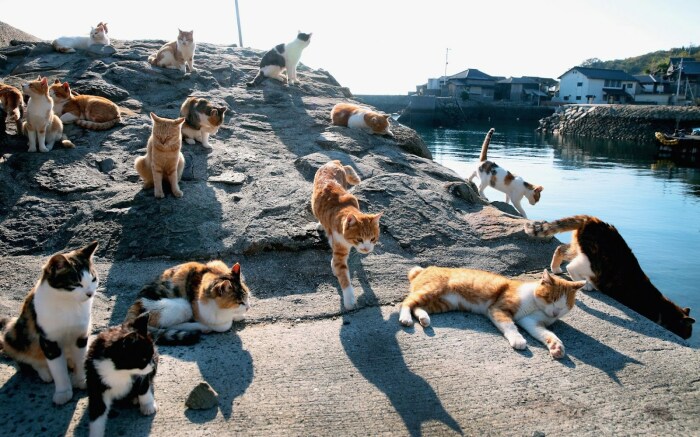 Японские кошки /Фото:koshka.top