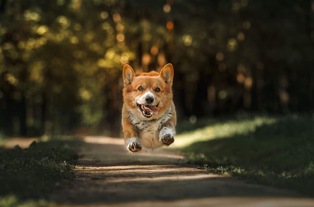 Хоть у него и короткие лапки, зато острый нюх: Рыжий 7,5 лет прослужил в полиции 