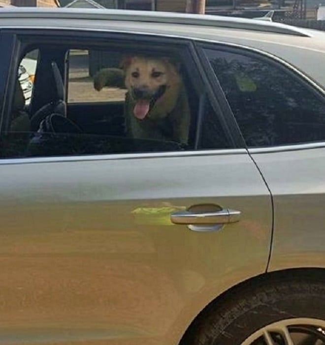 Собака на заднем сидении