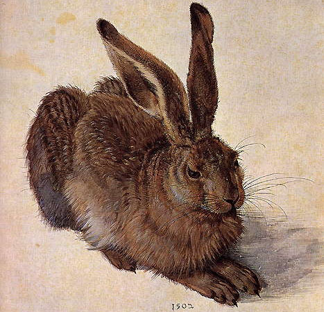 'Молодой заяц', Альбрехт Дюрер, 1507