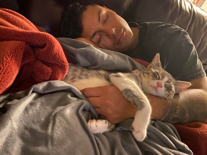 кошка спит с парнем на диване