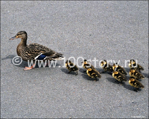 Утки на зебре