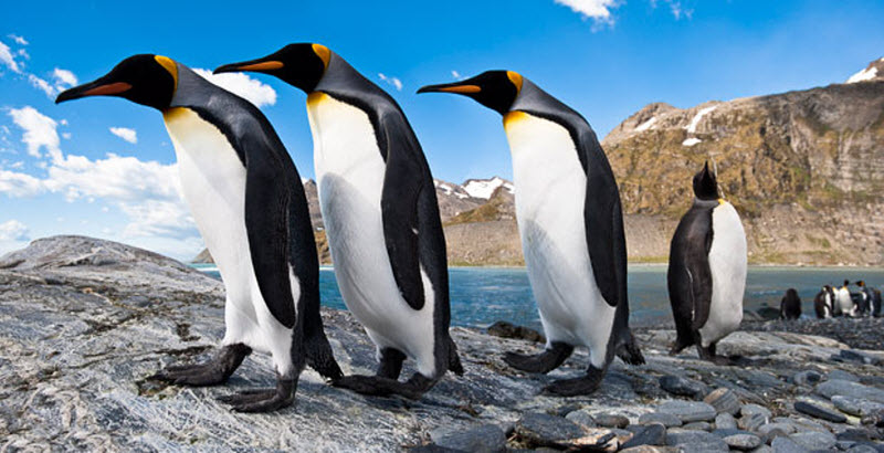 Фотография: Фото пингвинов от Ника Гарбутта №3 - BigPicture.ru