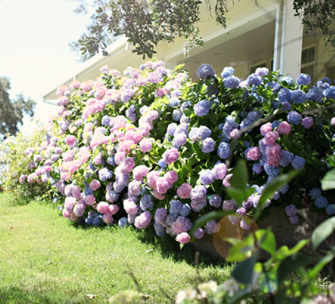 «Цветок — фиолетовое солнце» покорил мое сердце… Теперь весь сад в них!