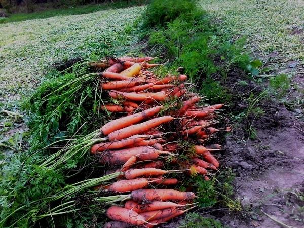 Урожай моркови сорта Нантская. Автор фото Тата