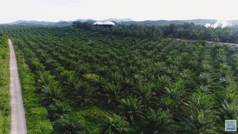 Видео: как делают пальмовое масло и почему оно не такое вредное, как все думают масла, масло, мифов, деревья, этого, примерно, гектара, именно, пальмового, плантации, одного, культура, бережного, целесообразная, наиболее, котором, пальмовое, ресурсов, природных, использования