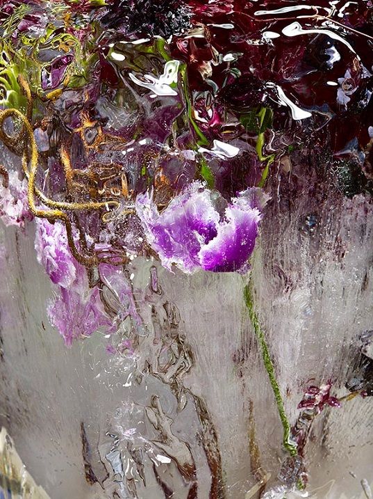 Замороженные цветы от Кэндзи Сибата. Фото