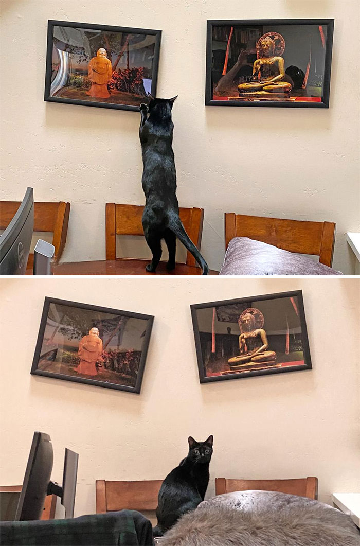 черный кот рядом с картинами