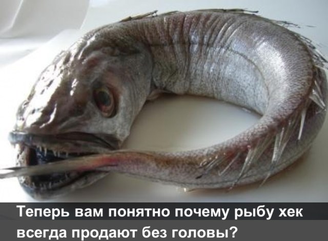 Возможно, это изображение (текст «теперь вам понятно почему рыбу хек всегда продают без головы?»)