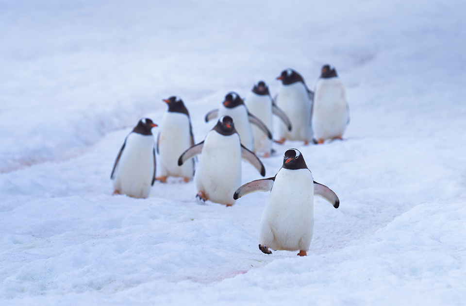 Пингвины используют определенные маршруты, чтобы добраться до воды и вернуться обратно. Первым идет вожак стаи, за ним гуськом следуют остальные