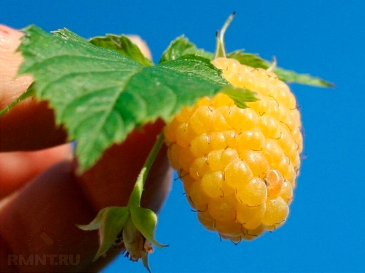 Жёлтая малина — особенности сортов и выращивания