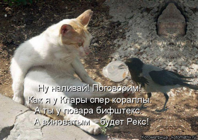 1586540389_kotomatrica-4 (640x453, 237Kb)