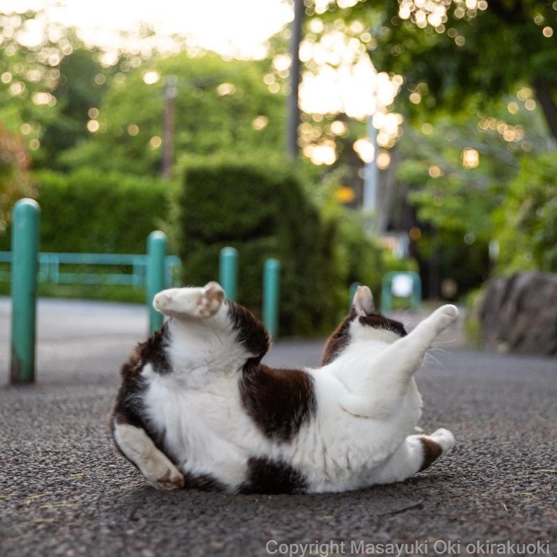 Мир озорных уличных котов в объективе японского фотографа домашние животные,наши любимцы