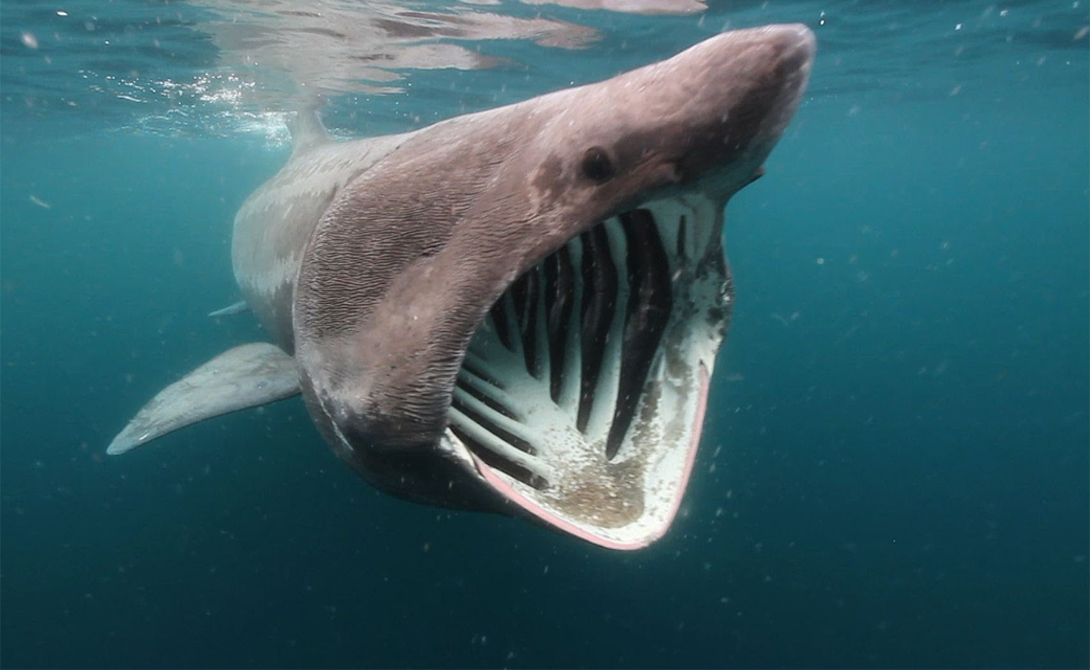 Устрашающие акулы с морских глубин