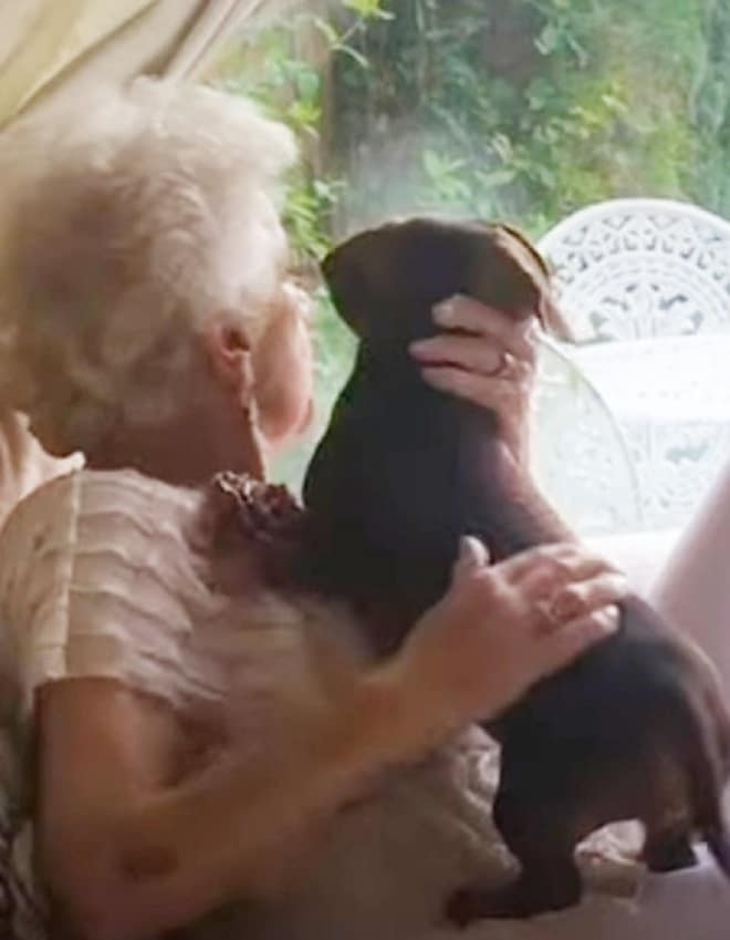 Собака стоит