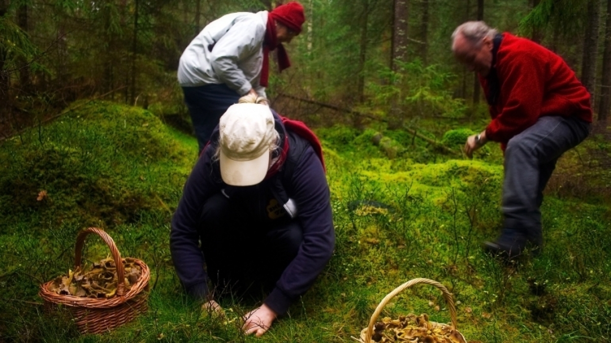 Звездный диетолог рассказала, с чем лучше сочетать грибы при правильном питании