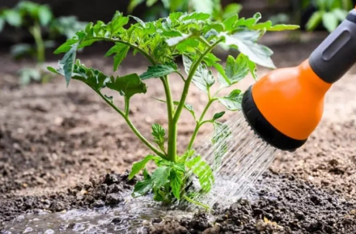 Когда помидоры начинают желтеть сразу использую важнейшую подкормку, после которой они продолжают плодоносить в полную силу листья, помидоры, может, поливаем, томат, кусты, когда, только, желтизны, грамм, литров, причины, важного, почву, нехватке, сигнализирует, растение, азота, одного, основных