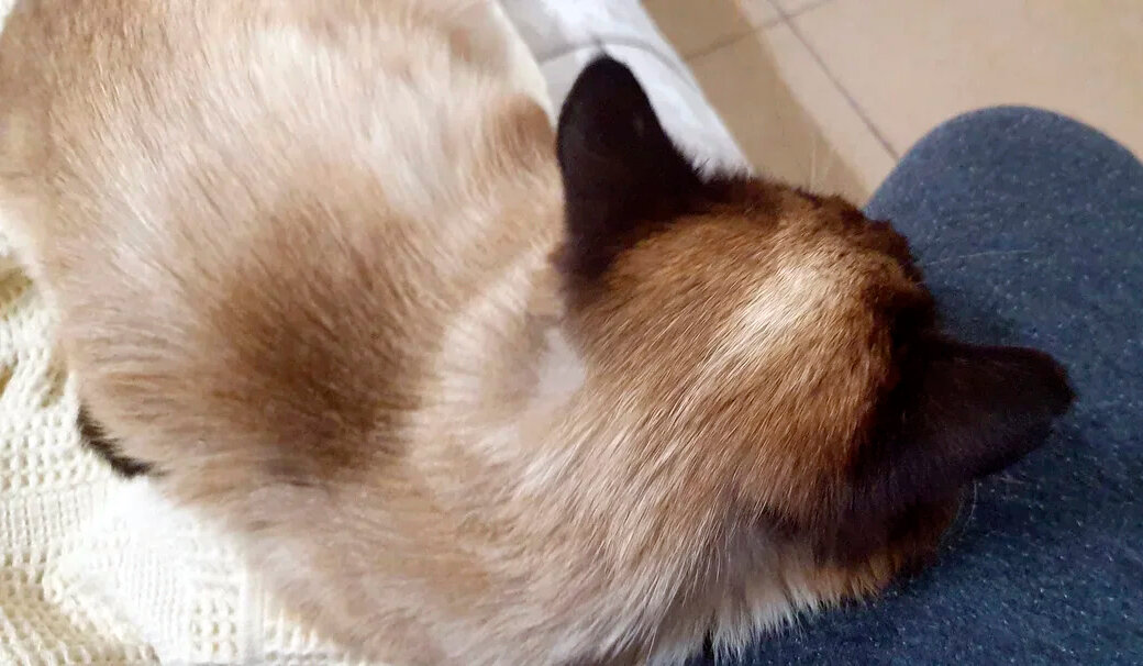 original без кота и жизнь не та мишутка