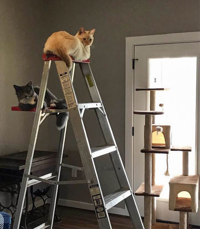 коты сидят на лестнице