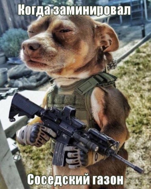 Прикольные картинки дня (50 шт)