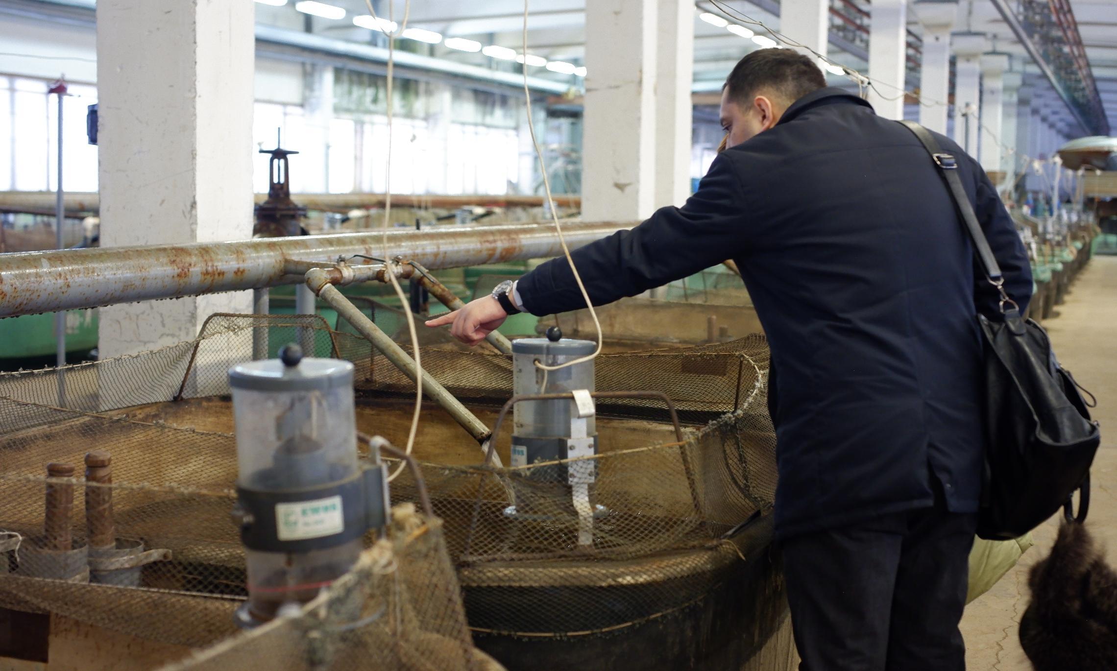 На Солзенском лососевом заводе мальков семги и кимжи начали кормить экспериментальным российским кормом