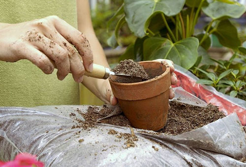 Использование чайной заварки при посадке растения в горшок